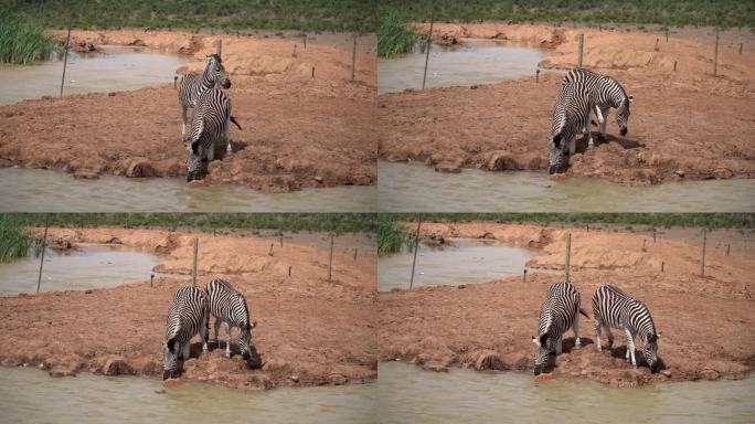 两只黑白条纹分明的斑马在泥泞的池塘里喝水。