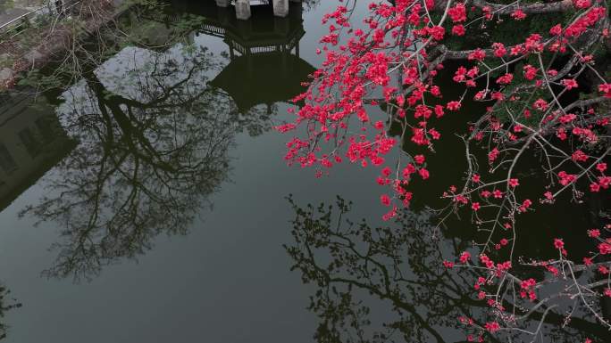 中国广东省广州市海珠区黄埔村木棉花