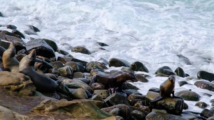 加州海狮，拉霍亚湾，圣地亚哥