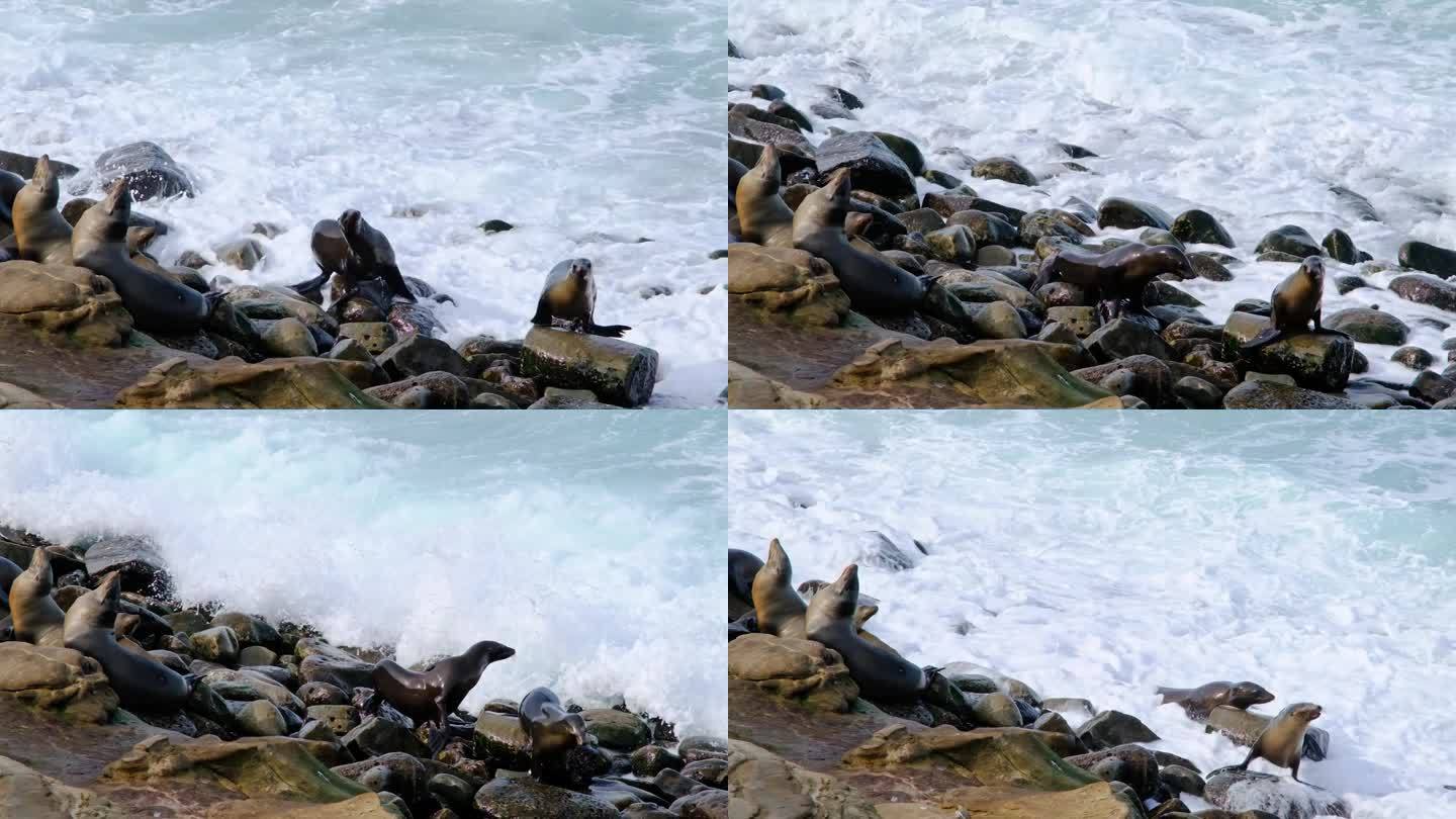 加州海狮，拉霍亚湾，圣地亚哥