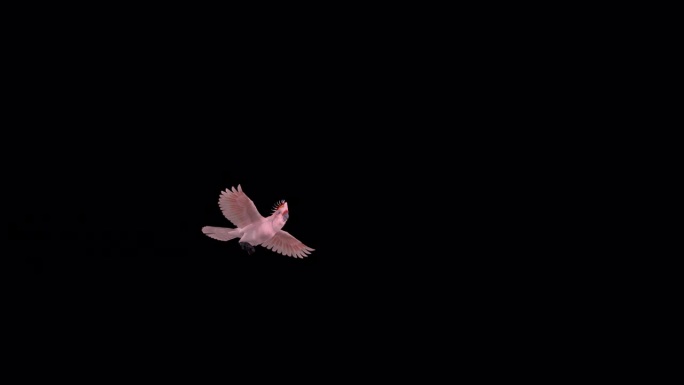 粉红凤头鹦鹉-鹦鹉鸟-飞行过渡- 1 -阿尔法通道