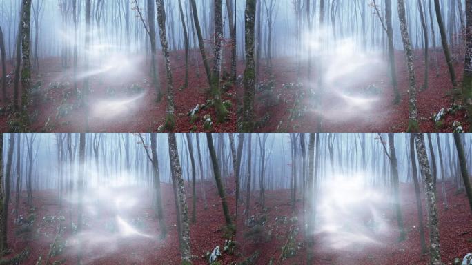 神秘的森林景观与魔法雾光动画。