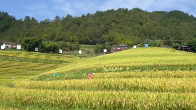 稻田收割水稻 米饭
