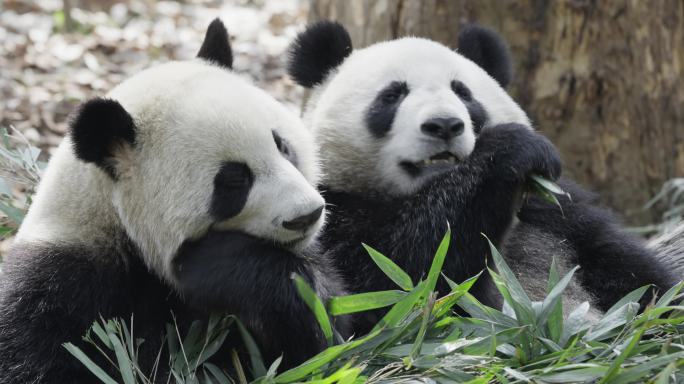 吃竹子的国宝大熊猫