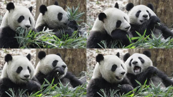 吃竹子的国宝大熊猫