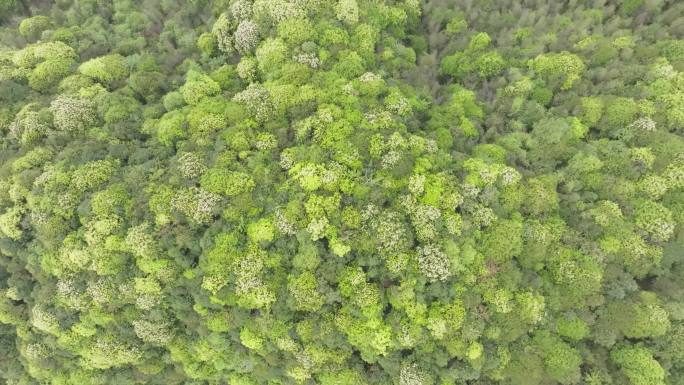 金山银山 原始森林风光 茂密林海