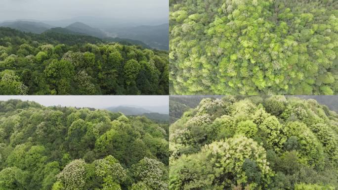 金山银山 原始森林风光 茂密林海