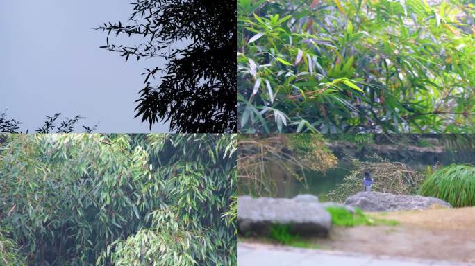 杭州植物园公园春天户外美景风景视频素材9