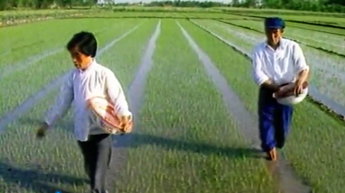 80年代 春耕生产 收割水稻 担牧草