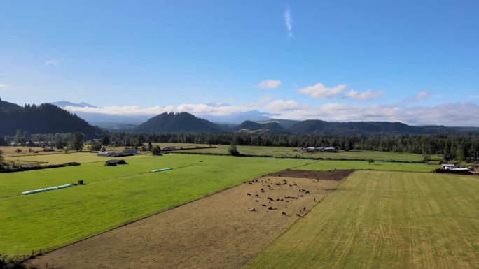 空中拍摄的埃姆克劳农场和牛，后面是雷尼尔山