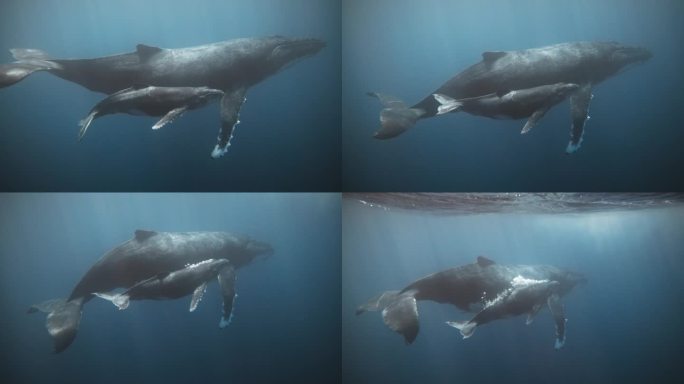 一个罕见而可爱的小座头鲸在妈妈旁边排成梯队游泳时吹出一串泡泡的片段;水晶清晰的水下视图;4 k。