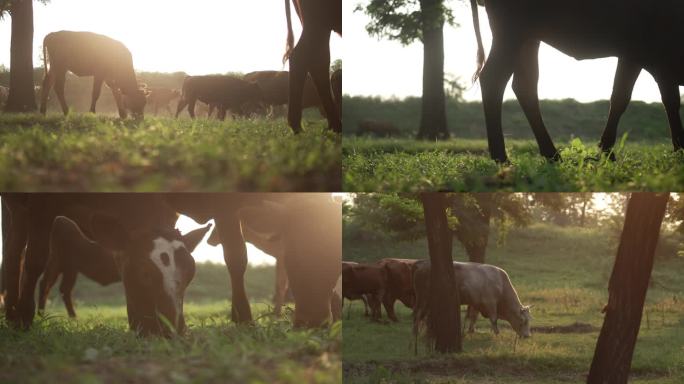 牛在阳光下吃草升格