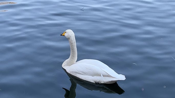 湖中鸭