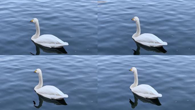 湖中鸭