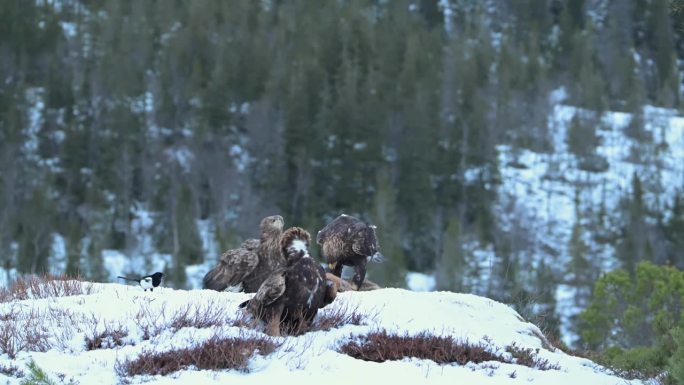 白尾鹰，两只金雕在白雪皑皑的挪威荒野中吃死狐狸