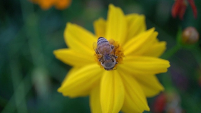 黄色的花上面有一只蜜蜂。