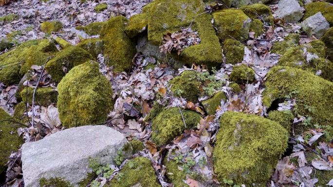 古老的石雕废墟上长满了青苔。