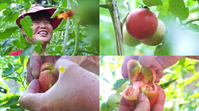 新鲜水果 绿色蔬菜 多汁西红柿