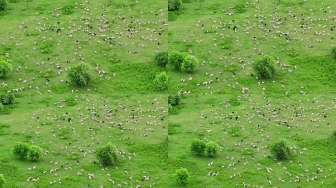 草原 羊群 湿地生态