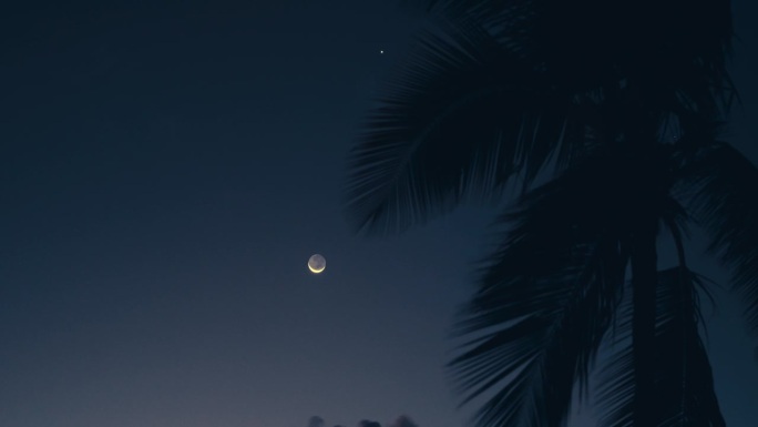 热带夏夜的海滩，海面上的星空和棕榈树的树叶剪影。度假旅游目的地的自然背景