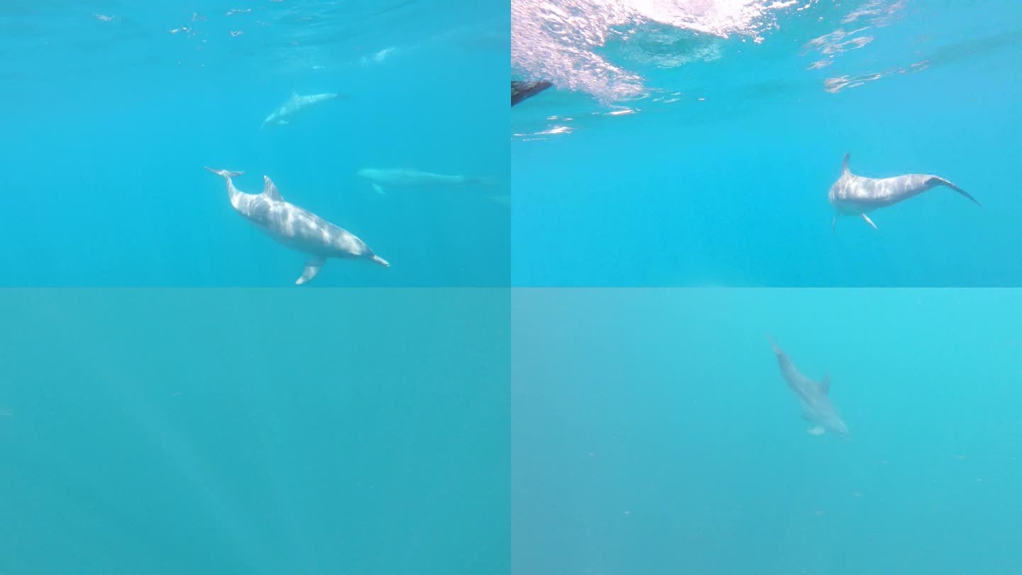 野外瓶鼻海豚水下