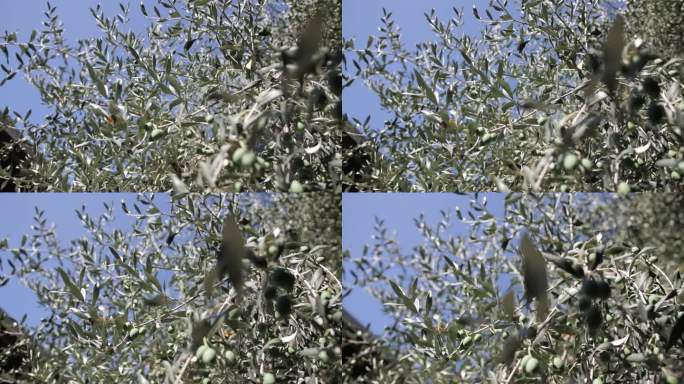 橄榄树与绿色的橄榄，蓝色的天空背景，浅景深的电影镜头