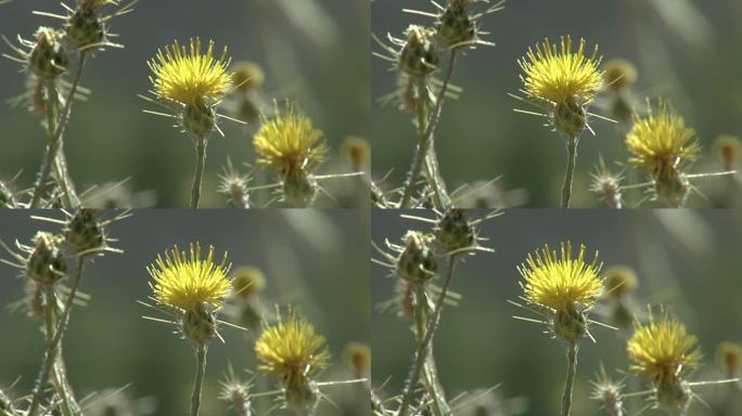 黄星蓟(Centaurea solstitialis)，半人马属一种带刺植物，属菊科，阿根廷内乌肯省