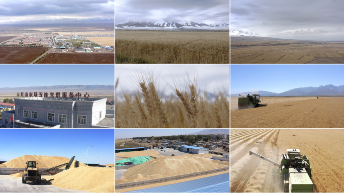 新疆麦收哈密农场麦收麦田丰收机械化收割