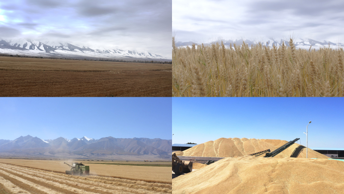 新疆麦收哈密农场麦收麦田丰收机械化收割