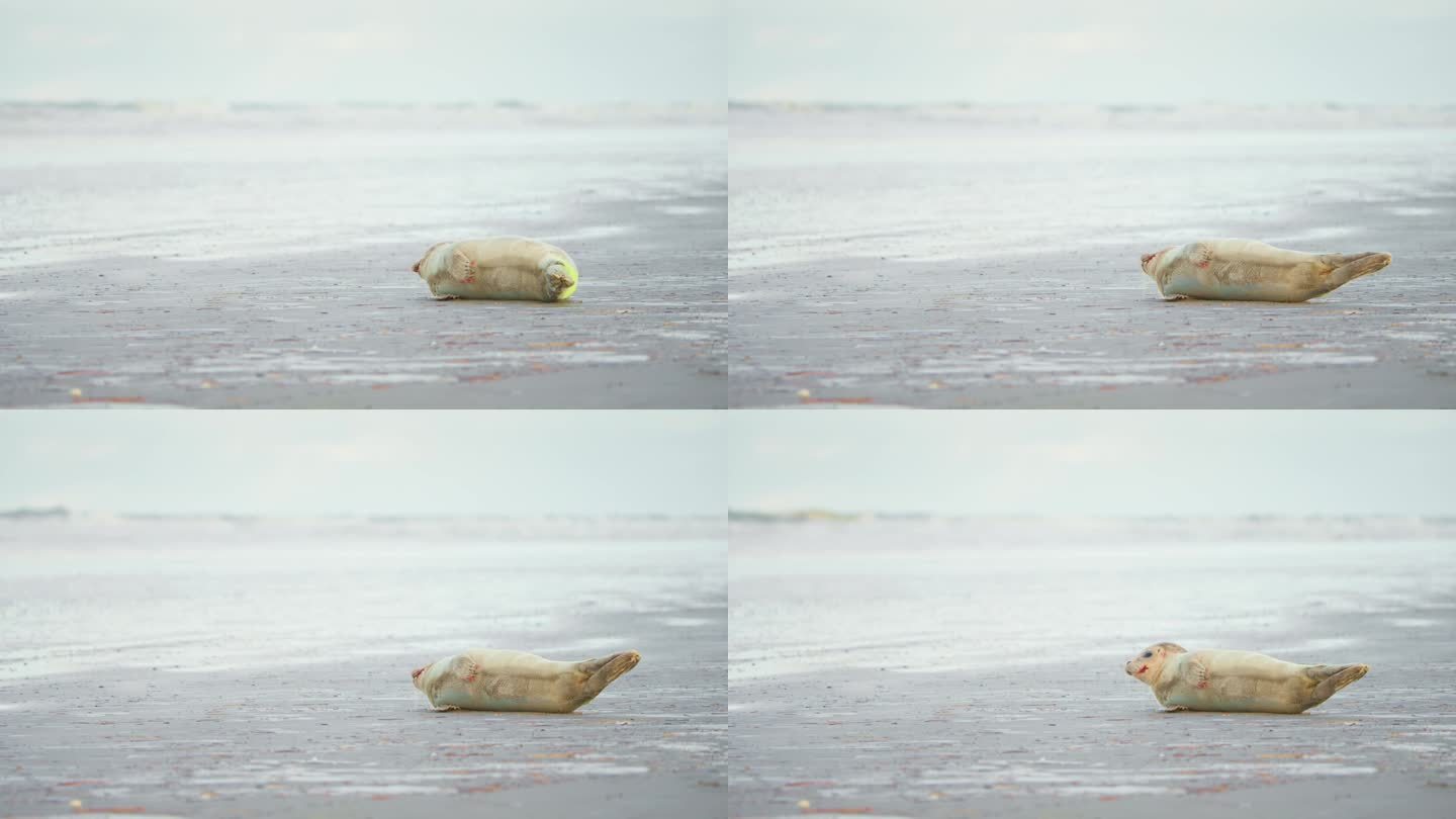 斑海豹宝宝侧躺在灰色的沙滩上喘着粗气。