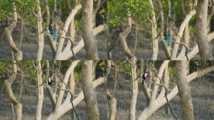 白喉翠鸟栖息在孙德尔本斯红树林的树枝上