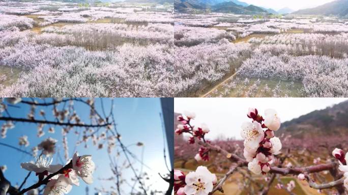 航拍+实景 漫山遍野盛开的杏花1