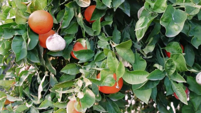 腐烂的橘子树描绘了农作物霉菌感染对农业的挑战。探讨霉菌生长对橙子的影响，强调对农业生产力的影响