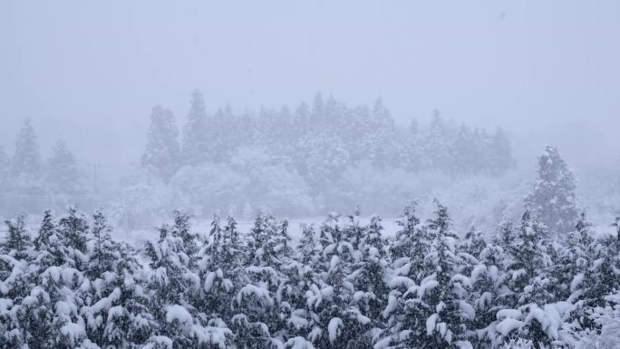 景观被白雪覆盖的树木，雪花不断飘落，特写