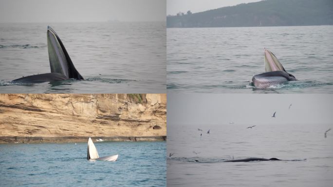 布氏鲸捕食合集