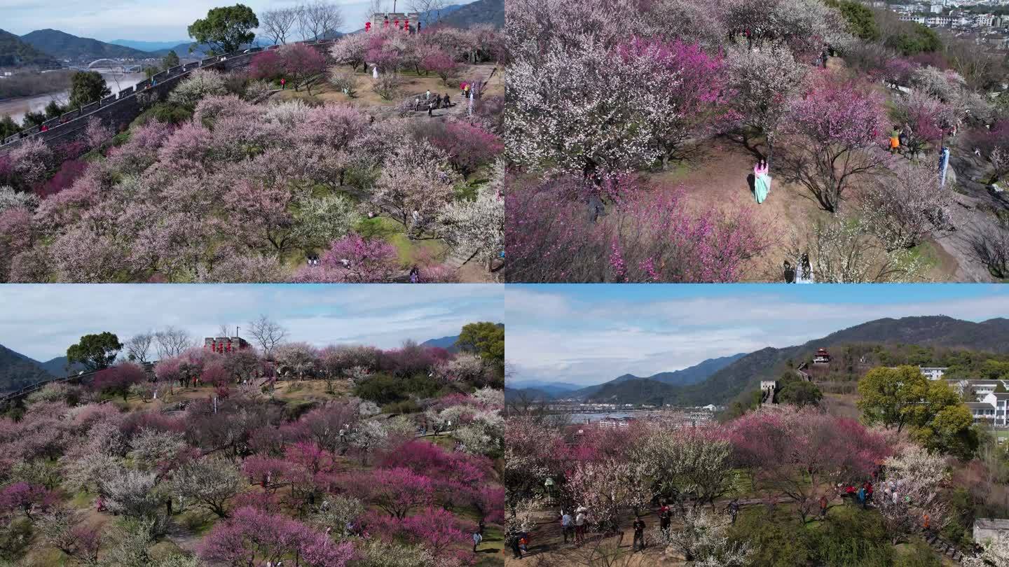 台州府城梅园梅花航拍