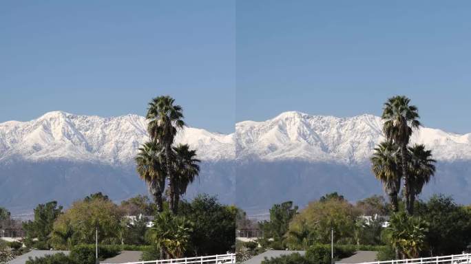 垂直视频雪和棕榈树