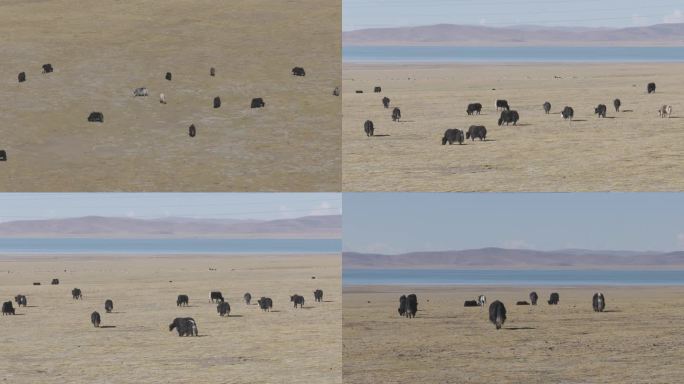 西藏阿里野生牦牛4k航拍视频