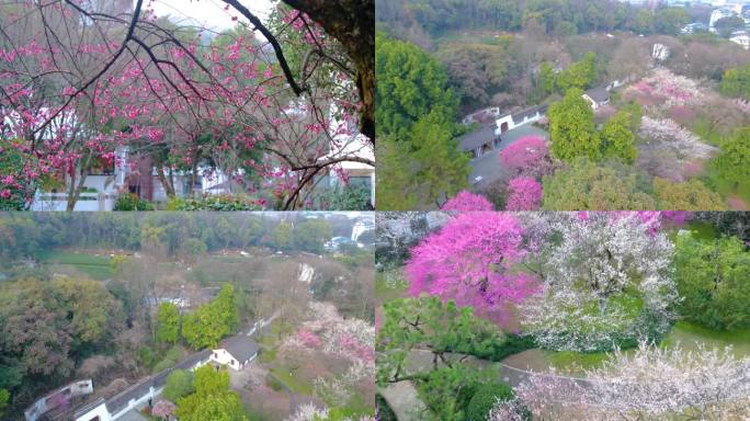 杭州植物园灵峰探梅公园梅花风景视频素材航