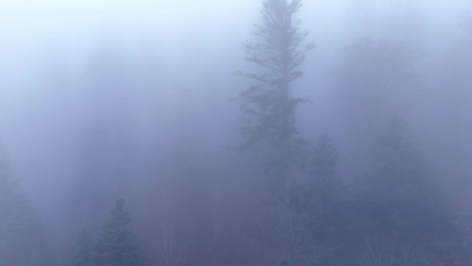 空中缓慢飞过幽灵树，透过浓雾出现在空灵忧郁的山林之上