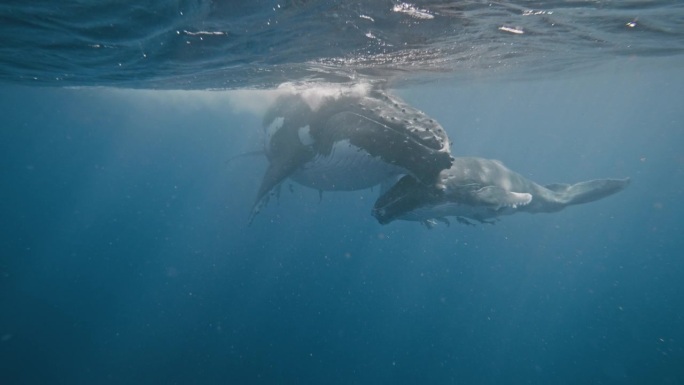 汤加王国的座头鲸(Megaptera novaeangliae)温柔的大海巨人;妈妈和宝宝在水下休息