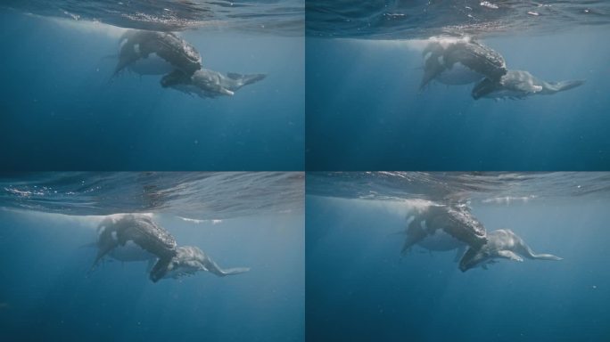 汤加王国的座头鲸(Megaptera novaeangliae)温柔的大海巨人;妈妈和宝宝在水下休息
