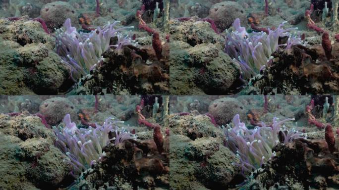一只可爱的海葵在礁石上随着水流移动。用佳能R5 4K相机拍摄。