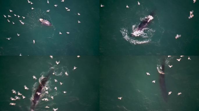 布氏鲸捕食俯拍