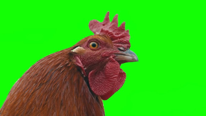 SLO MO特写鸡头侧视图对绿屏铬背景