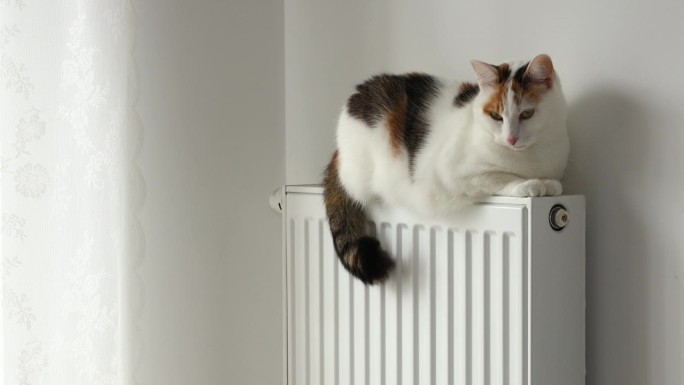 美丽的三色小猫坐在暖气片上，宠物概念或家庭取暖费用和能源价格
