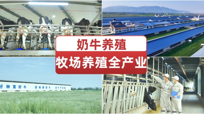 牧场奶牛养殖全产业