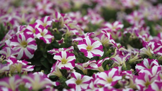 碧冬茄花朵花卉园林花田花海