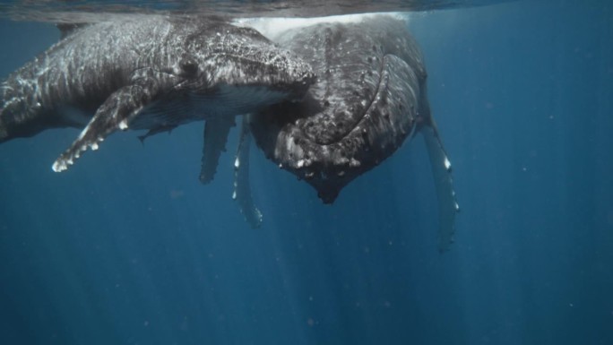 汤加瓦瓦乌惊人的座头鲸水下镜头;水晶清晰的近距离观察母亲和小牛的互动。