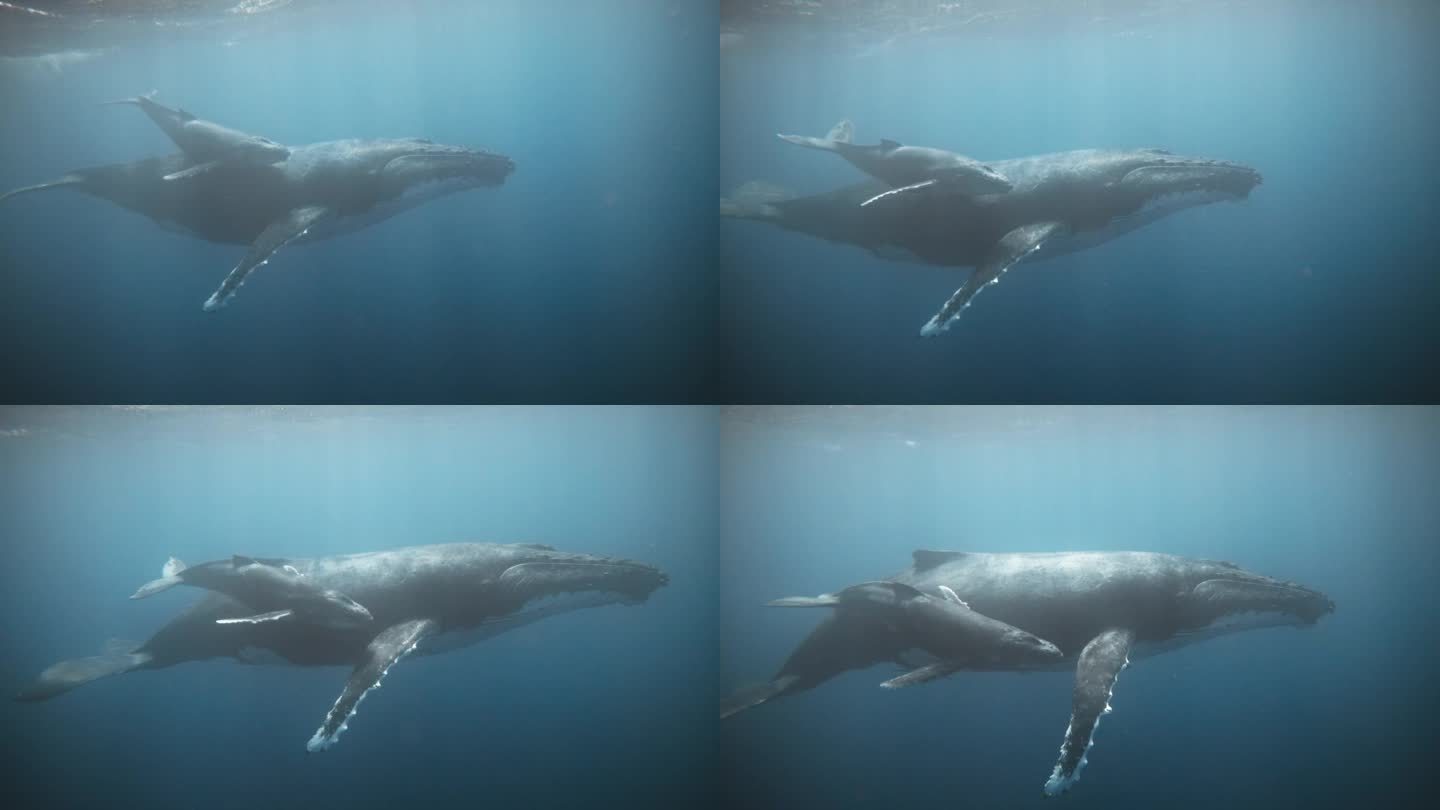 座头鲸，母鲸和幼鲸的迁徙故事;4K水下(侧面轮廓视图)。